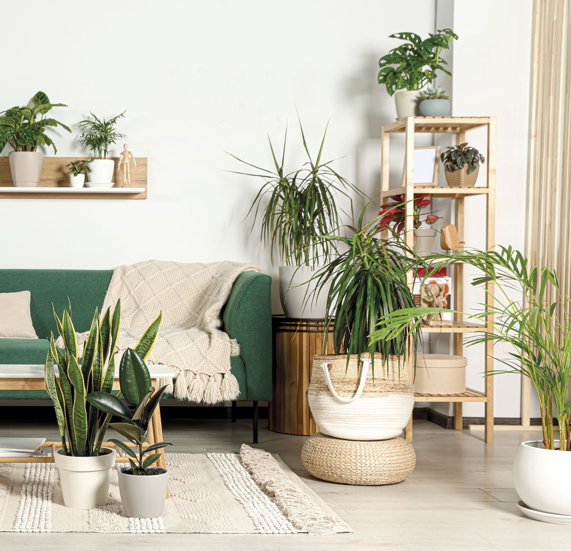 Plantas de interior que purifican el aire - Viva Lanzarote