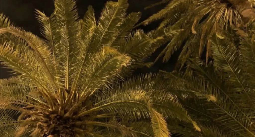 Wild Palms