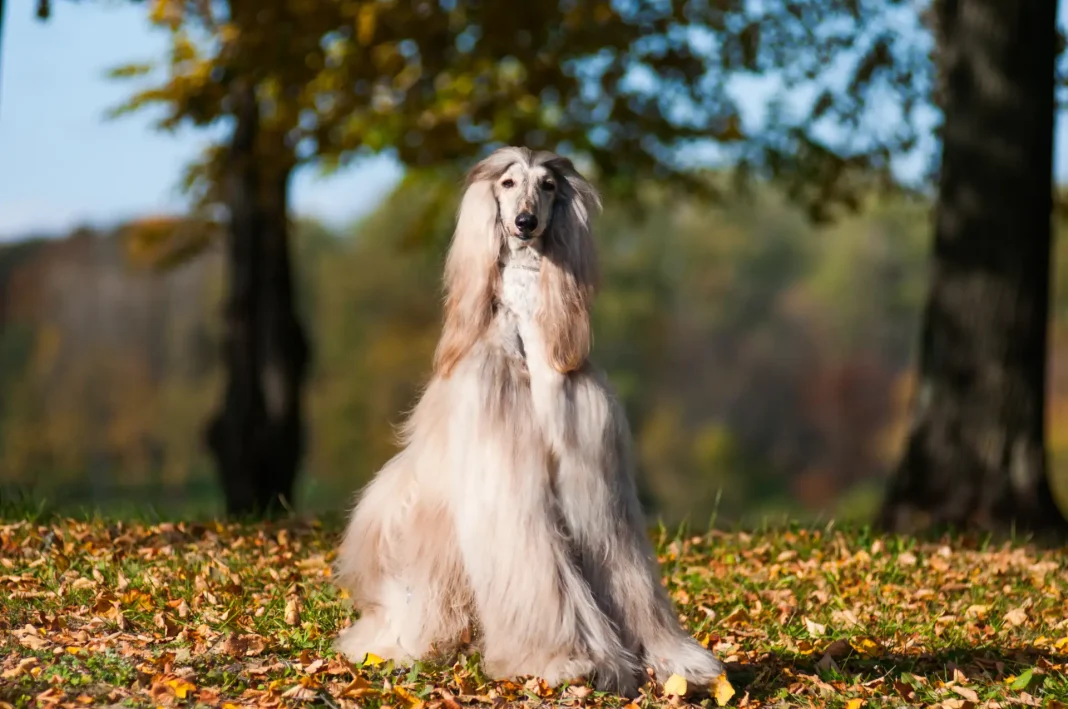 Galgo Afgano, Lebrel Afgano