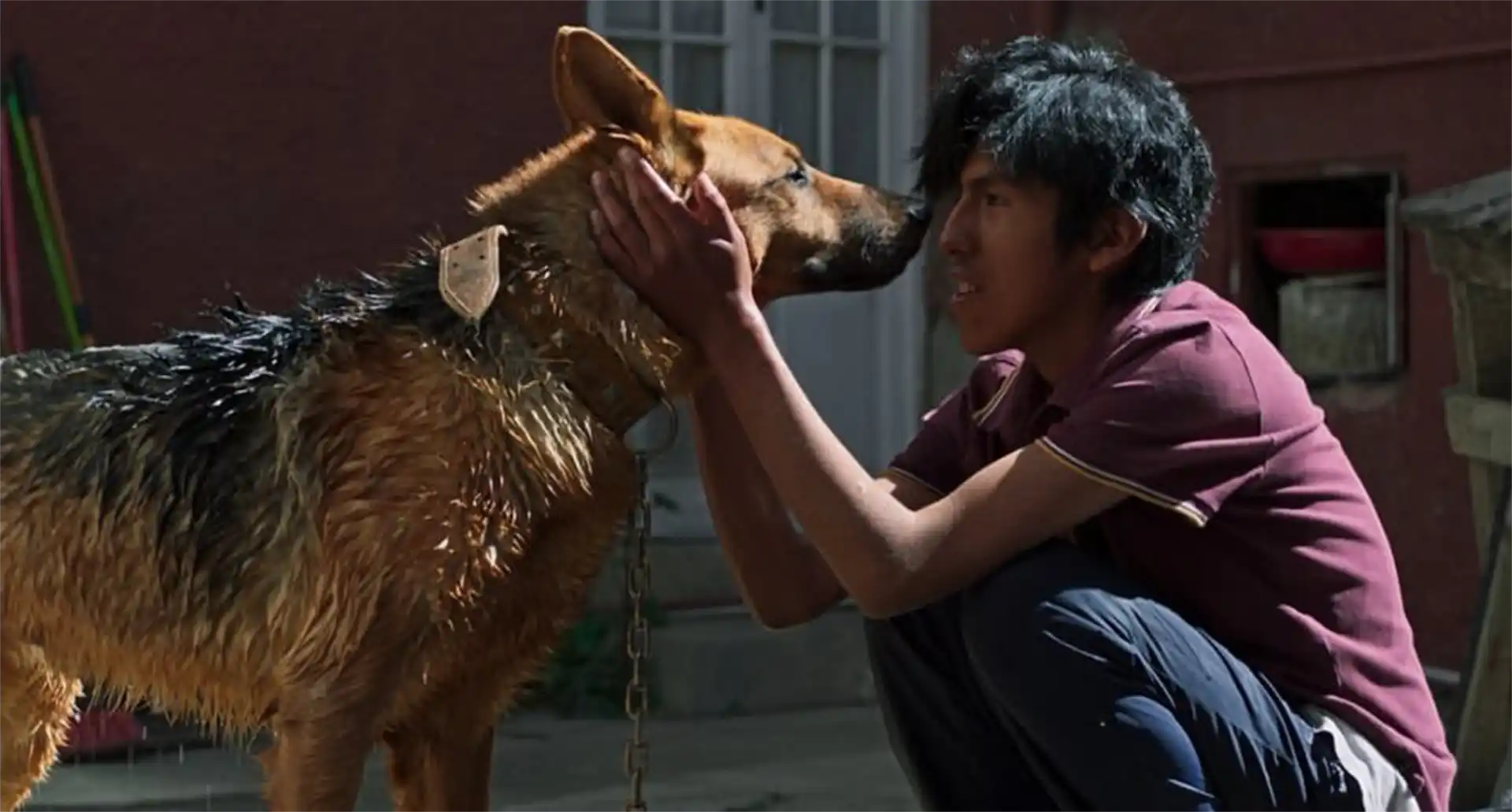 El ladrón de perros – Vinko Tomičić